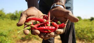 agrifood fund somalia